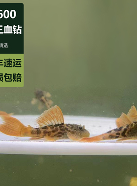 L600帝王血钻/南美异型/清道夫坦克/除藻工具鱼/活体观赏鱼 精品