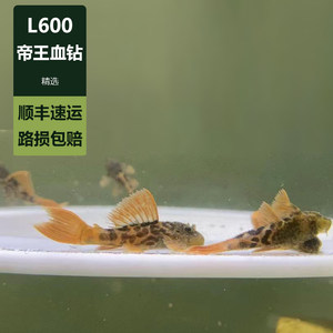 L600帝王血钻/南美异型/清道夫坦克/除藻工具鱼/活体观赏鱼精品