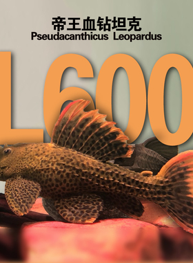 热带L600帝王血钻异形鱼坦克鱼南美鱼第一代3-25CM红尾杜绝畸形