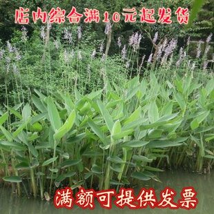 绿化水生植物花卉再力花苗芡实苗黄菖蒲蓝鸠尾水葱水竹芦苇金鱼藻