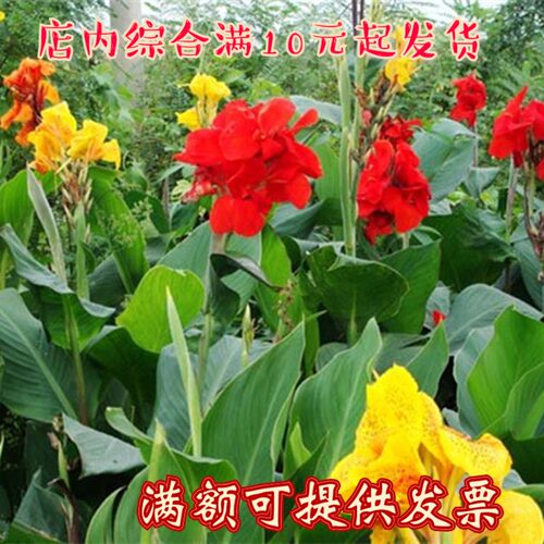 土培带芽种球花苗吸甲醛美人蕉