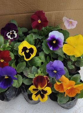 耐寒室外庭院角堇三色堇花苗石竹花苗带花发货多色可选冬天的色彩