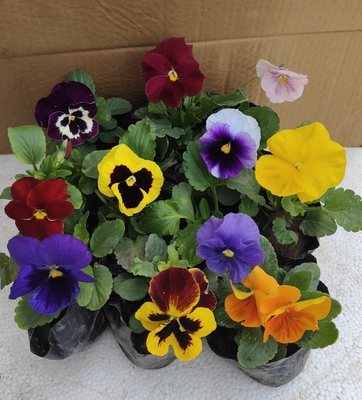 三色堇大花冬季耐寒草花猫脸花三色堇花苗盆栽地栽绿化苗多色包邮