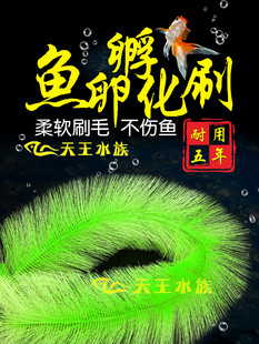 孵化草孵化毛刷锦鲤产卵草水产繁殖鱼卵孵化刷金鱼鱼巢孵化刷包邮