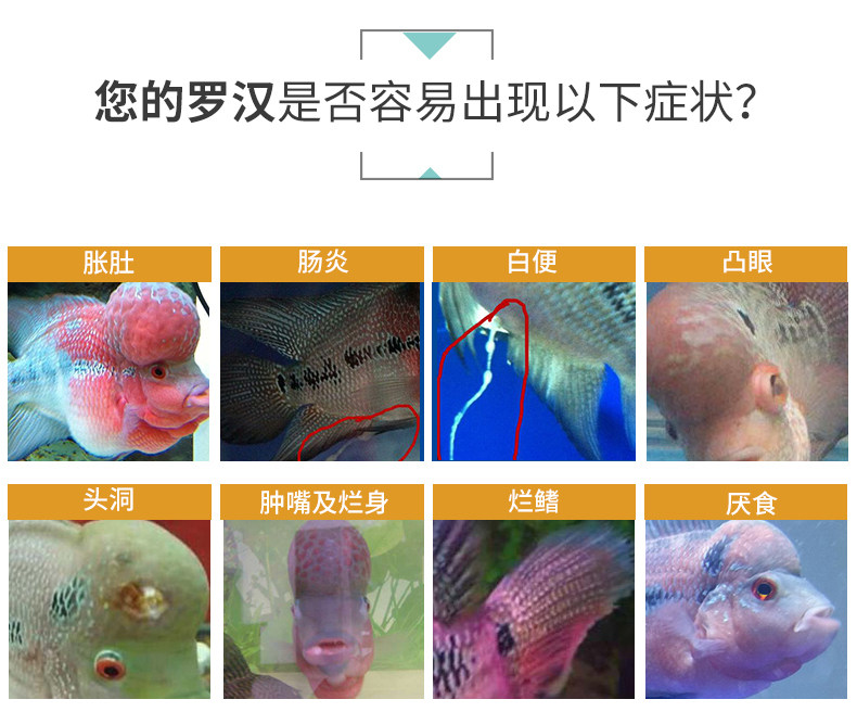 ata淡水七彩罗汉地图鱼综合鱼药水烂肠炎头洞药药品