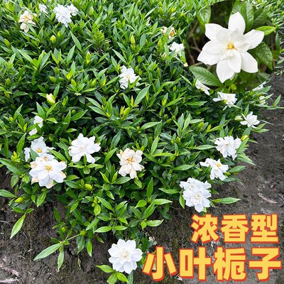 小叶栀子花树苗雀舌栀子苗四季绿植室外庭院绿化小苗细叶
