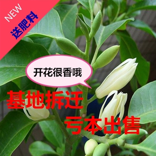 白兰花盆栽四季浓香型室内净化空气 黄桷兰树苗 芳香性黄兰树苗