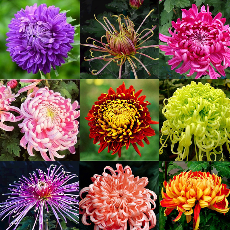 新品盆栽大菊花苗室内庭院四季菊花带绿植花卉大金菊翠菊乒乓菊