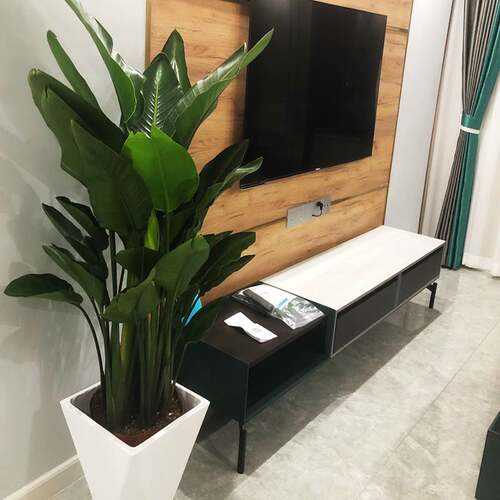 网红天堂鸟盆栽室内大型植物鹤望兰客厅办公室大盆栽绿植大颗好养