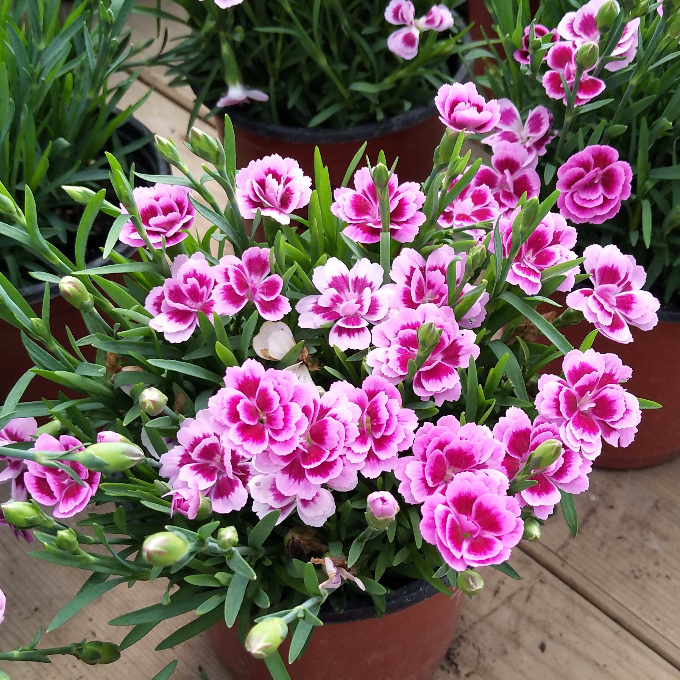 新品石竹初恋初吻康乃馨花苗盆栽 多年生草本花卉庭院花园花园植