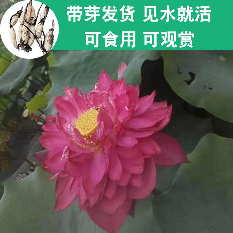 盆栽莲藕荷花观赏植物