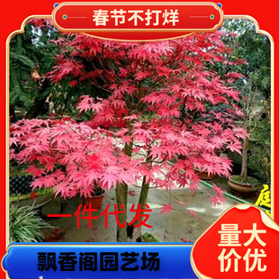 红枫树苗日本红舞姬美国红冠绿植物庭院户外盆景四季红彩