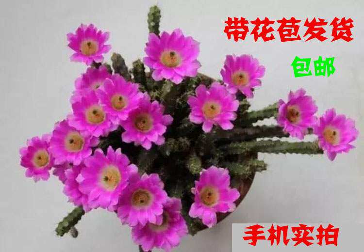 鹿角属美花角开花仙人掌仙人柱大花带花苞虎头梅仙人球包邮.