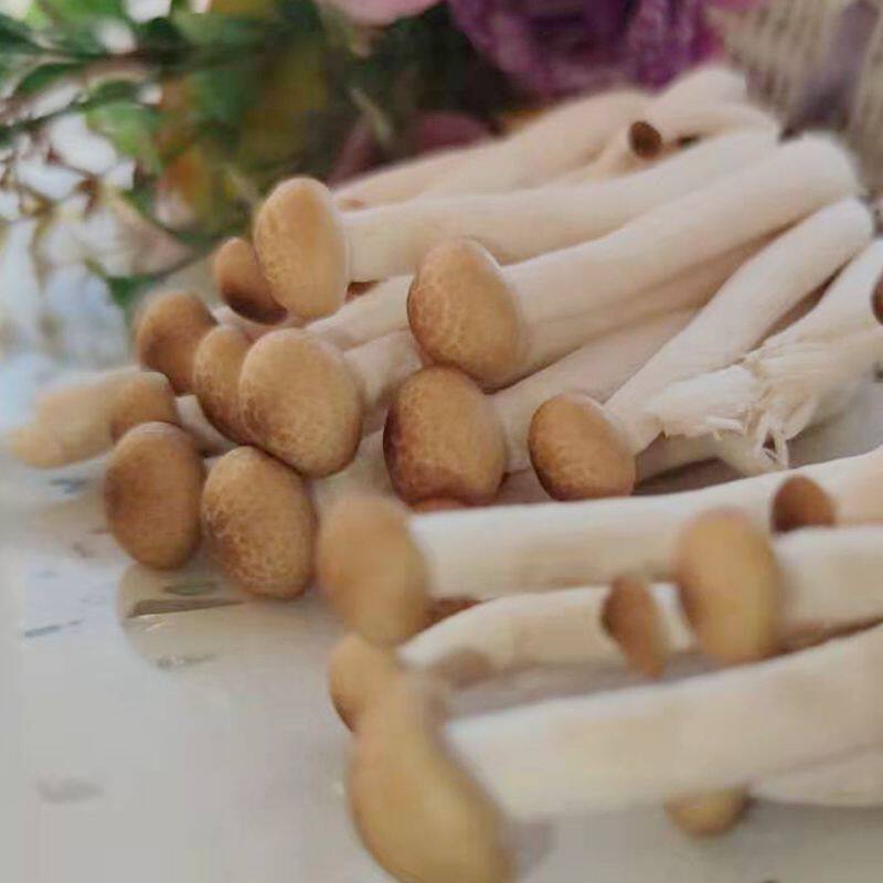 新鲜蟹味菇蘑菇食用菌菇火锅涮蔬菜煲汤4斤2000g