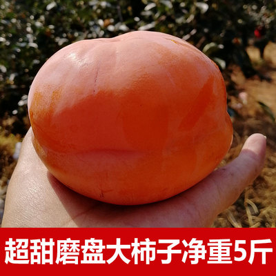 蓟县盘山新鲜现摘磨盘大柿子软甜柿子硬柿子应季水果非揽柿子5斤