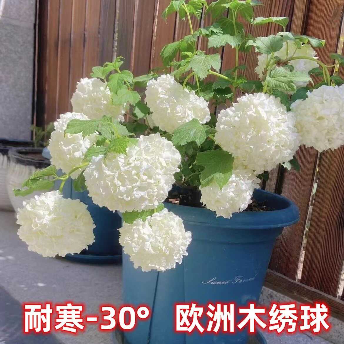 耐寒木本花卉好养易活喜阳