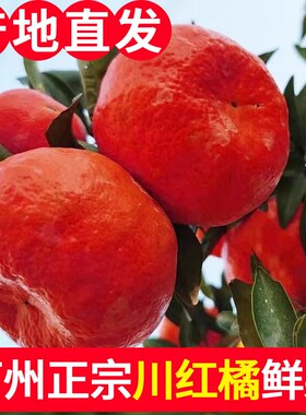 产地直发正宗四川老品种川红橘古红桔鲜果新鲜重庆万州红橘大红袍