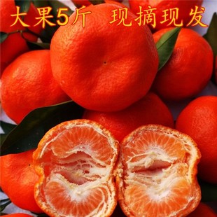 四川红橘百年古红桔新鲜川红柑橘10古老树陈皮产自万州四川大红袍