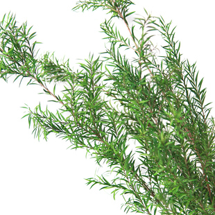 狂想者工厂永生花千层金森系自然干花真花插花配叶干枝diy手工花