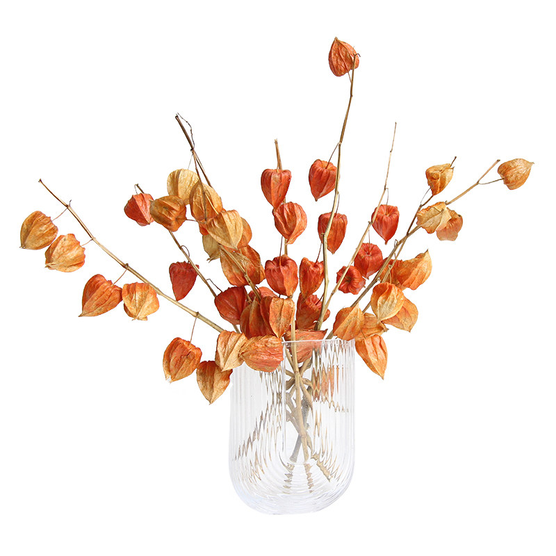 狂想者新品酸浆果灯笼果自然干花花束家居装饰摆件自然侘寂风