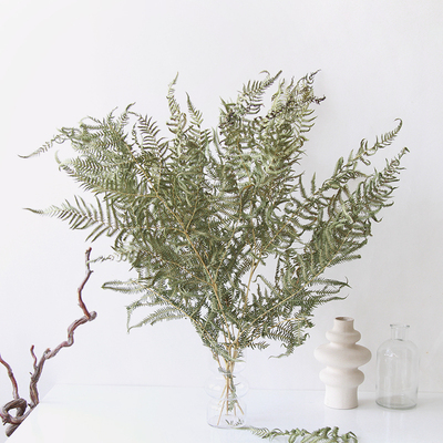 狂想者蕨叶家居装饰品