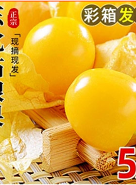 东北菇娘果新鲜小菇娘果又名灯笼果香甜可口现摘现发1斤5斤优惠装