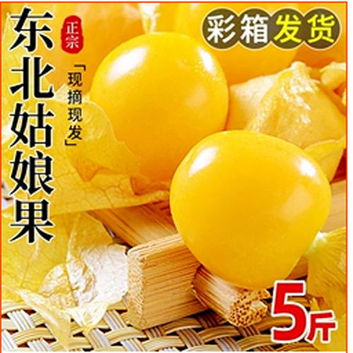 东北小菇娘果香甜可口小金豆脆甜
