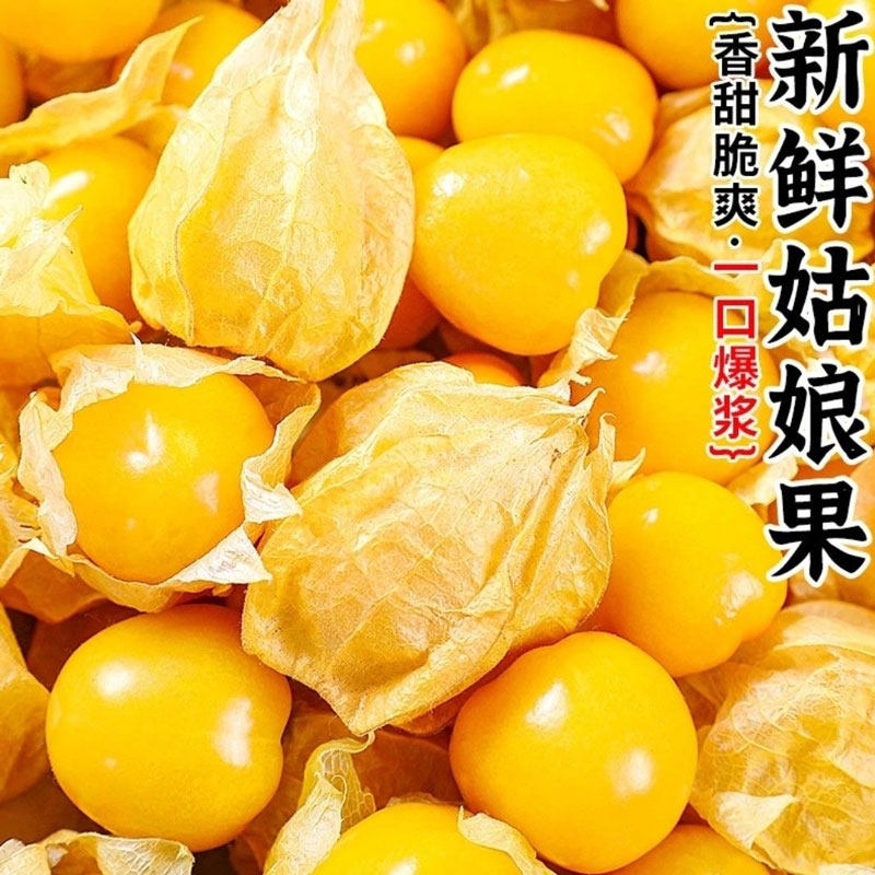 东北姑娘果新鲜水果现摘现发黄姑娘果又名灯笼果香甜可口大菇娘果,水产肉类/新鲜蔬果/熟食,菇娘果/灯笼果,淘宝优惠券,粉丝福利购,淘宝优惠卷