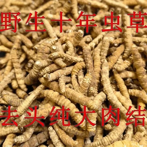 【 特惠断草】 冬虫夏草断草 野生虫草 冬虫草 虫草 断草 泡酒料
