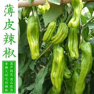 各种四季薄皮辣椒苗秧苗盆栽不辣湖南枣庄种子特辣蔬菜种籽孑大全