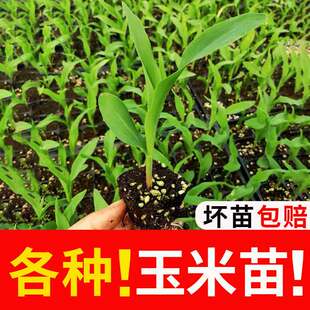 糯米玉米苗移栽带土种植秧苗黑黏水果玉米种包谷苗苞米苗棒子种苗