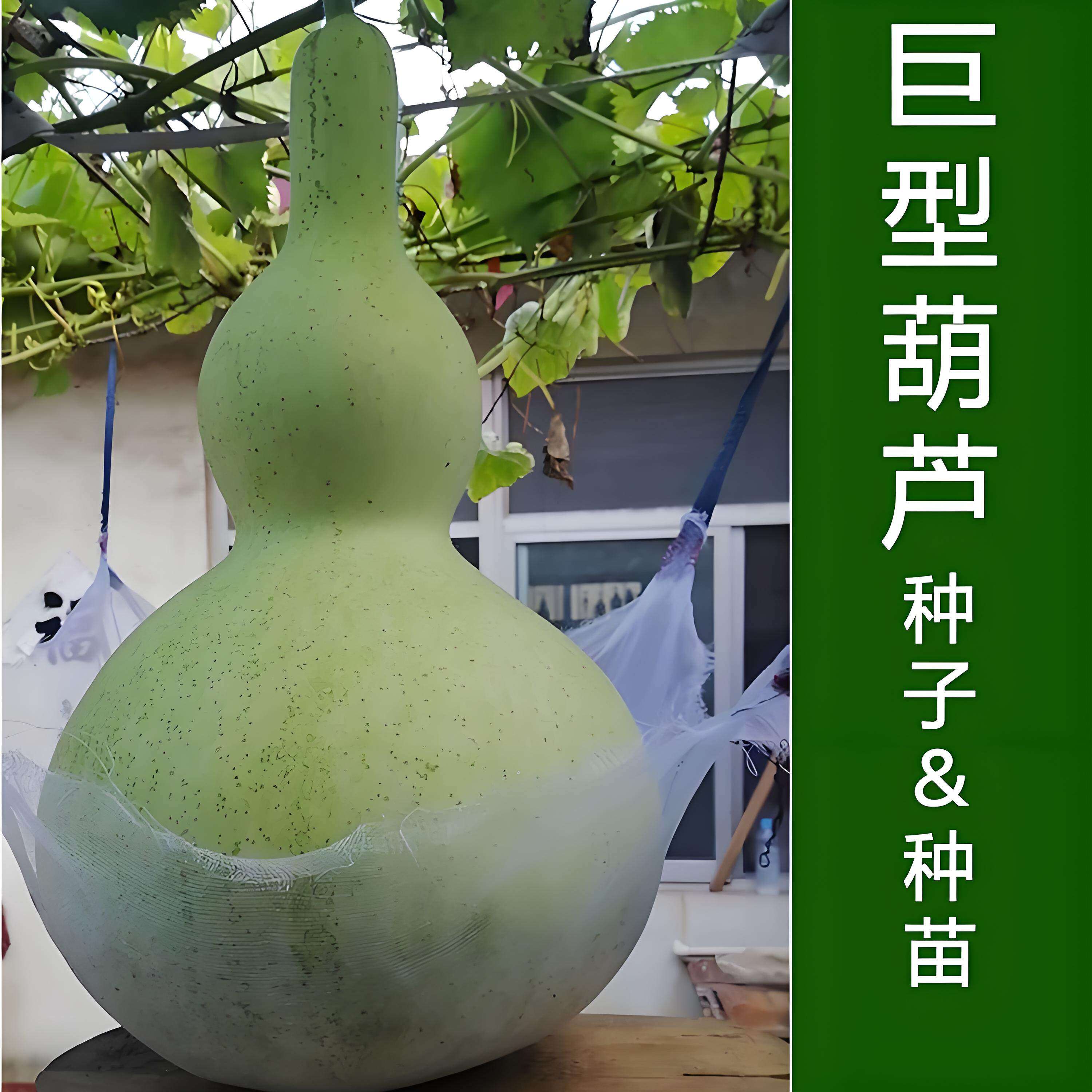 特大巨型葫芦苗秧特大号爬藤八宝亚腰盆栽大全食用老品种墨绿胖墩