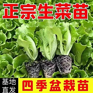 意大利生菜王苗子种苗四季苗秧阳台盆栽带土菜苗孑苗种菜苗大全