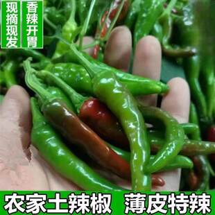 本地土辣椒苗带土秧苗特辣老品种湖南湖北四川农村乡下农家蔬菜苗
