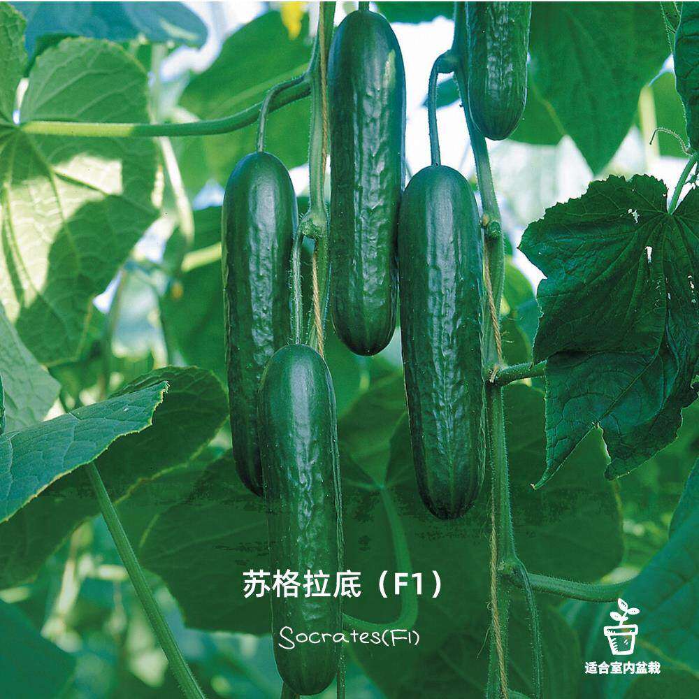 苏格拉底水果黄瓜苗秧苗带土柏拉图F1阳台盆栽蔬果清脆甘甜老品种