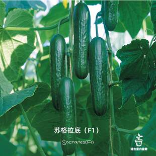 苏格拉底水果黄瓜苗秧苗带土柏拉图F1阳台盆栽蔬果清脆甘甜老品种