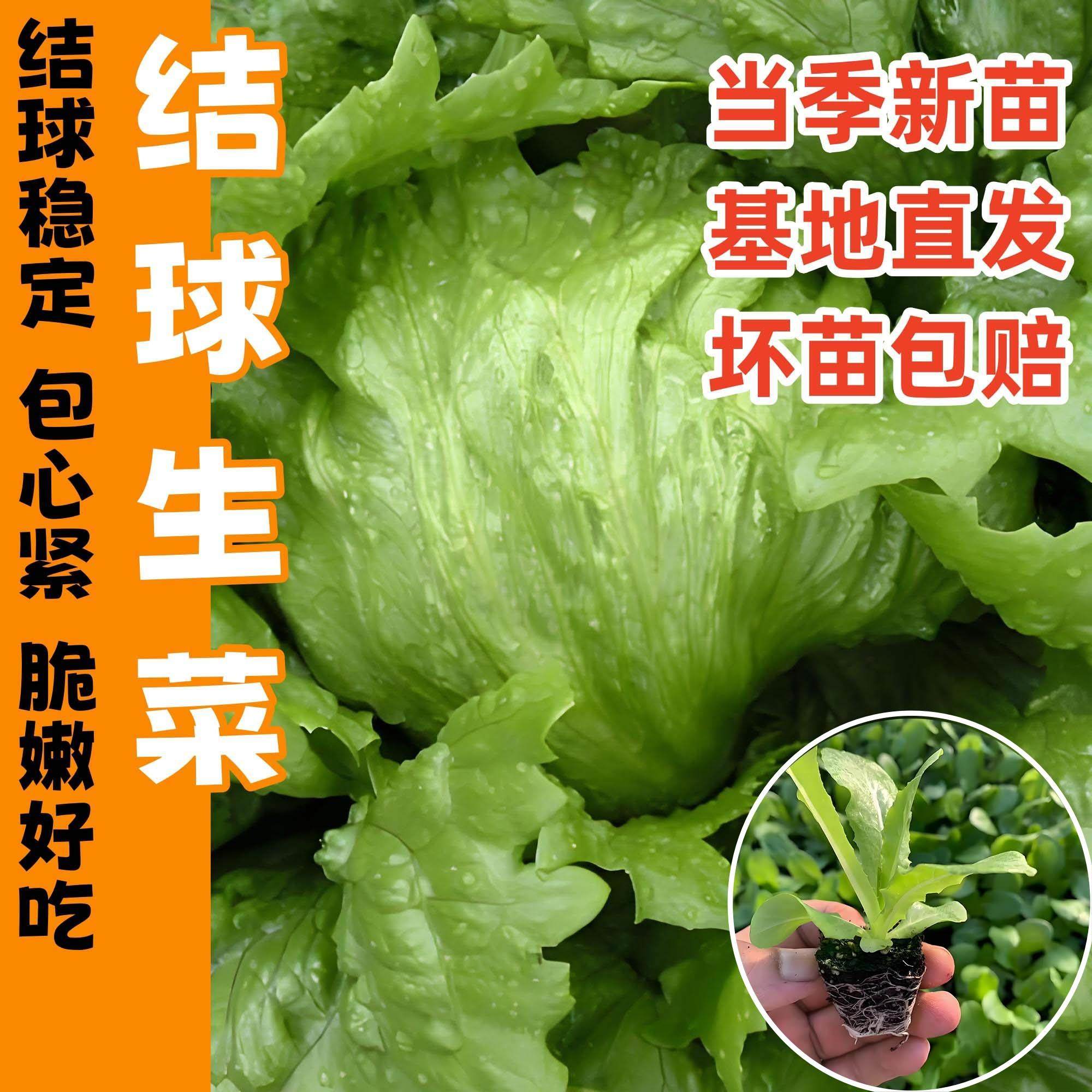 结球生菜苗秧圆球生菜种子籽奶油紫皱速生直立咖啡菜香麦菜苗