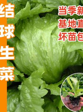 结球生菜苗秧圆球生菜种子籽奶油紫皱速生直立咖啡菜香麦菜苗