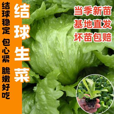结球生菜苗秧圆球生菜种子籽奶油紫皱速生直立咖啡菜香麦菜苗