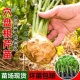 地中海根芹秧苗芹菜苗子蔬菜芹菜根苗秧苗菜苗孑苗子根秧苗子