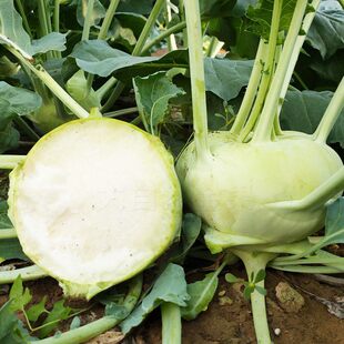 青丕蓝苗秋天种的菜苗秧苗秋季芥兰头玉头茄莲紫苤蓝种籽疙瘩种子