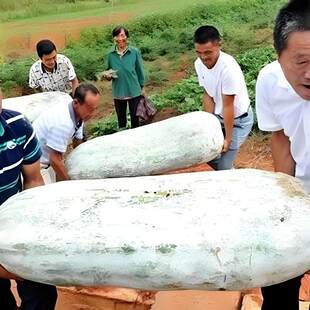 特大粉皮大冬瓜苗秧苗带土巨型本地苗子四季种植苗东瓜种苗老品种