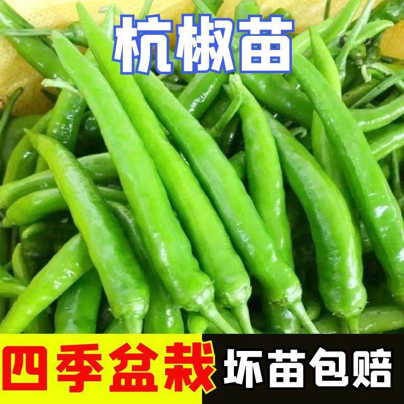 杭椒二七号辣椒苗子杭椒7号杭椒2号杭椒6号高产香辣四季种苗春季,鲜花速递/花卉仿真/绿植园艺,家庭园艺种子,淘宝优惠券,粉丝福利购,淘宝优惠卷