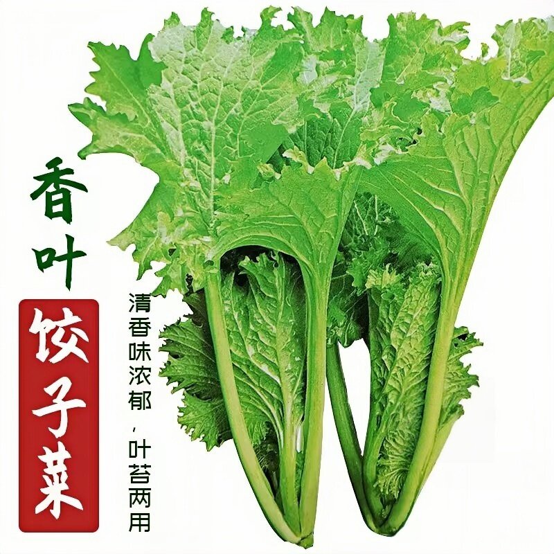 大叶甜芥菜苗带土客家老品种广东芥菜秧苗幼苗水东本地种子蔬菜苗