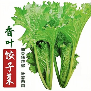 大叶甜芥菜苗带土客家老品种广东芥菜秧苗幼苗水东本地种子蔬菜苗