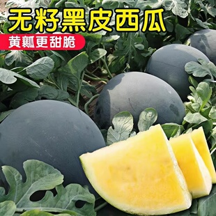 黑皮黄瓤无籽西瓜苗秧苗特大巨型黑美人8424早熟南方花皮西爪苗子