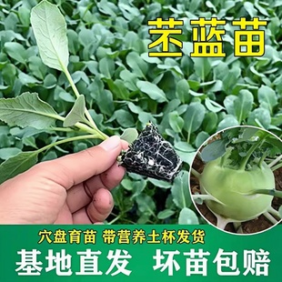 青青苤蓝秧苗带土苗子丕蓝苗芥兰头种子球茎水果甘蓝种籽疙瘩菜苗