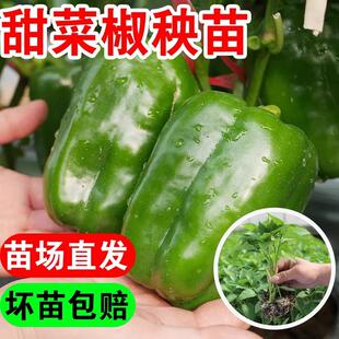 绿圆椒苗辣椒秧苗青椒甜椒太空椒树苗七彩灯笼红彩椒南方种蔬菜苗