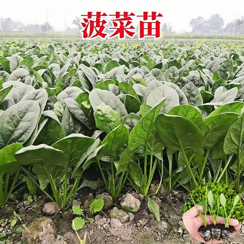 耐寒老品种菠菜苗带土高产农家红根土菠菜秧苗菜苗种子趴地小叶