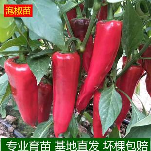 泡椒苗秧苗大红微辣厚皮种子菜四季盆栽阳台蔬菜种籽辣椒甜椒种苗